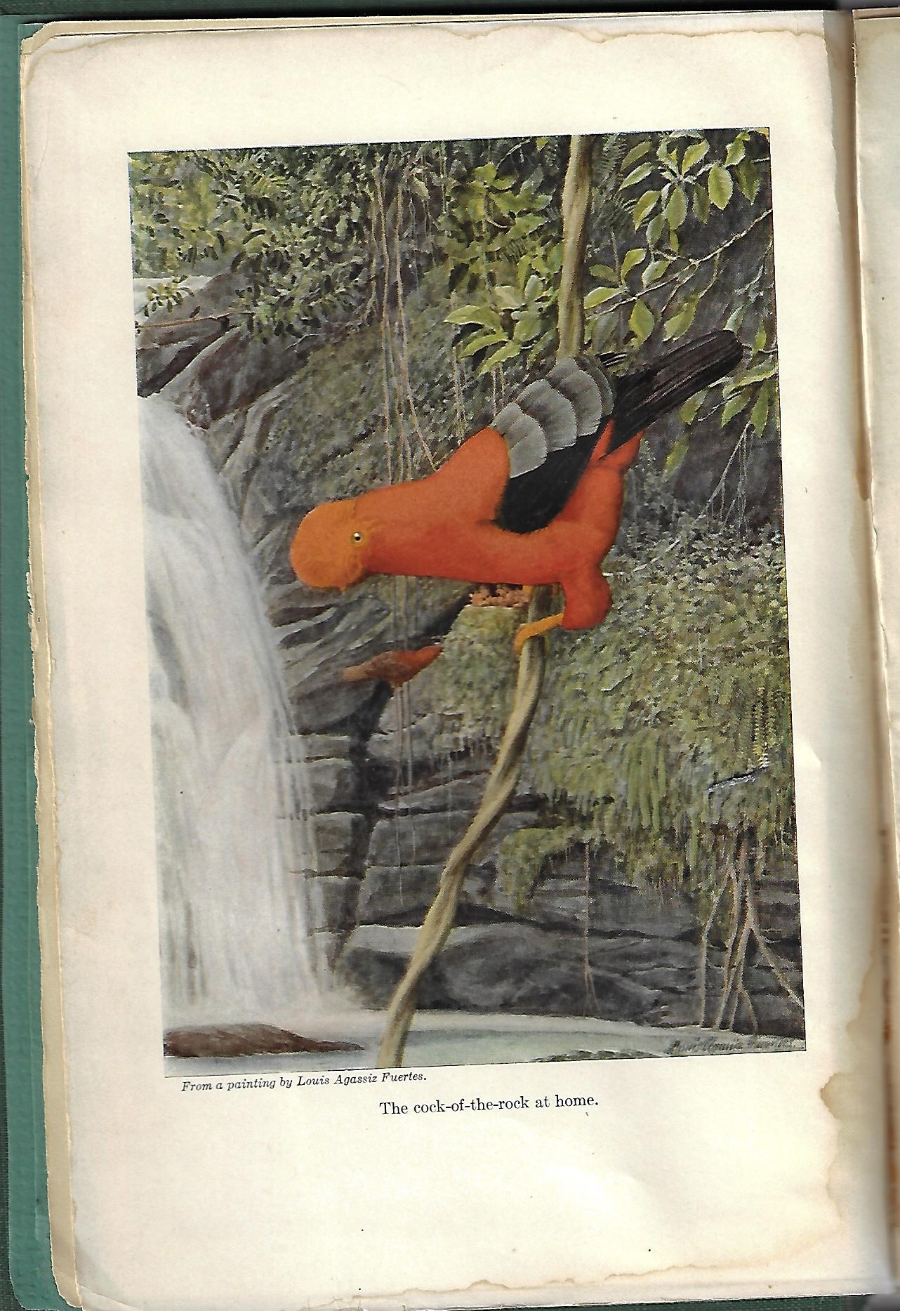 Leo E Miller / In the Wilds of South America