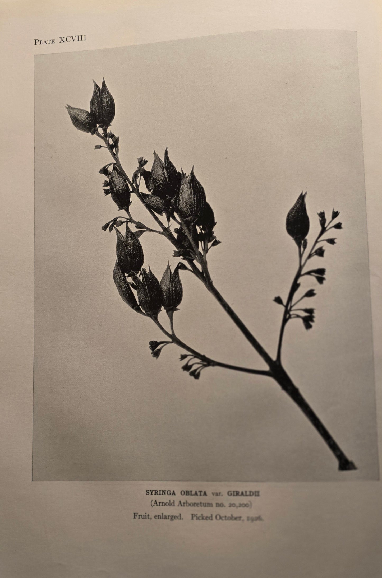 Susan Delano McKelvey / The Lilac a Monograph 1st Edition