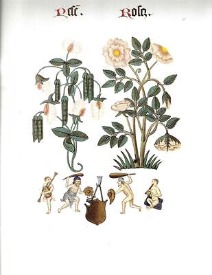 Clare Putnam / Flowers and Trees of Tudor England 1st Edition