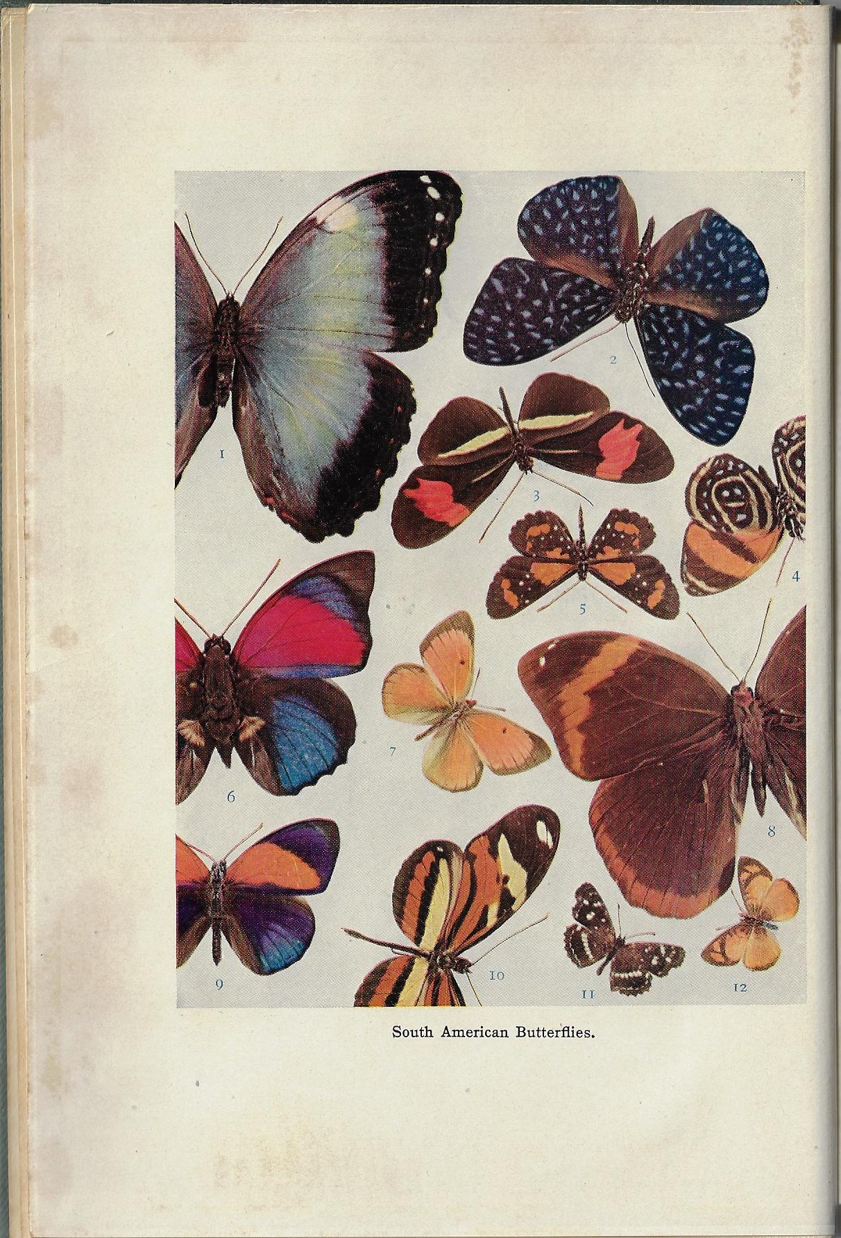 W J Holland / To the River Plate and Back