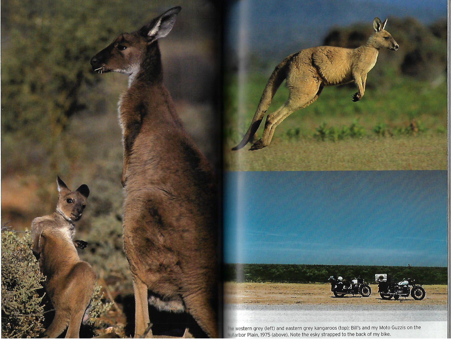 Tim Flannery / Chasing Kangaroos 1st Edition